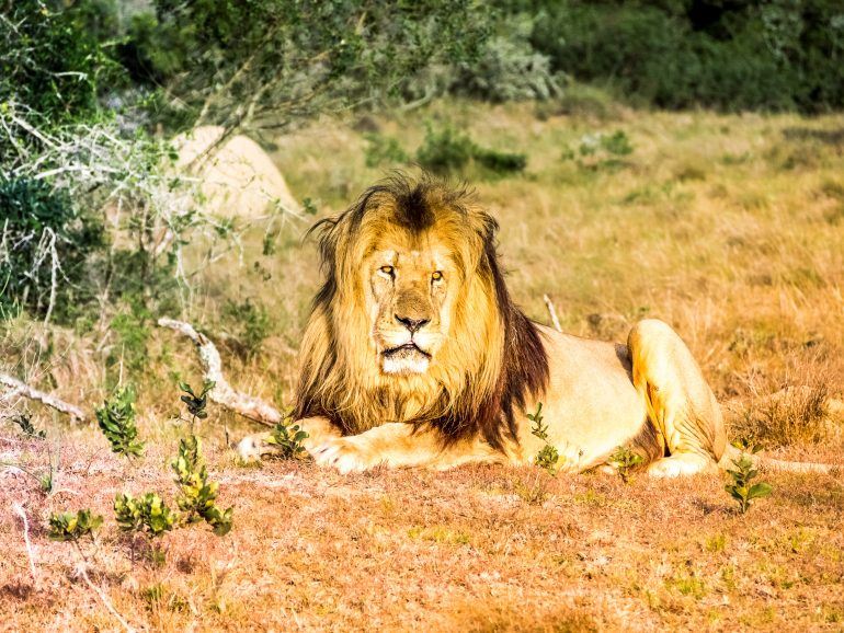 Löwe im Schotia Game Reserve in Südafrika