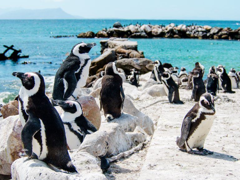 Pinguine bei Bettys Bay in Südafrika