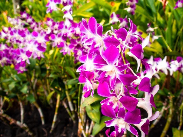 Orchideen im Botanischen Garten in Singapur