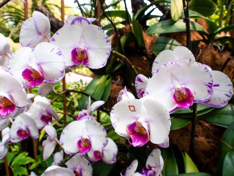 Orchideen im Botanischen Garten in Singapur