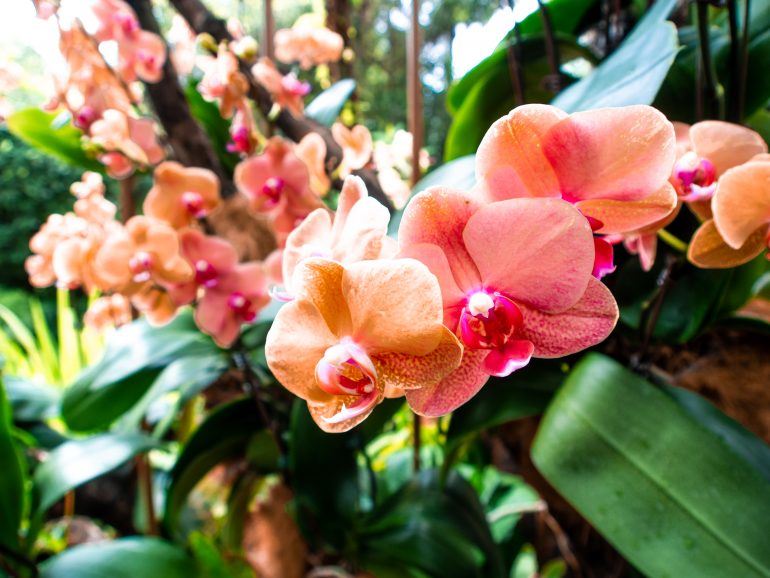 Orchideen im Botanischen Garten in Singapur