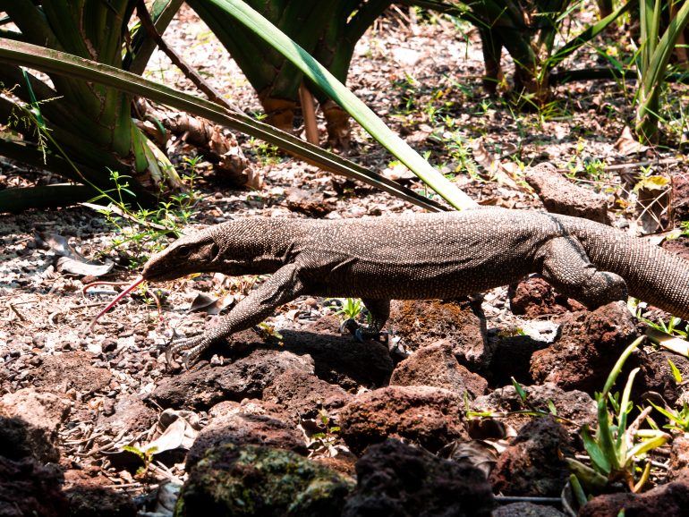 Echse im Botanischen Garten Singapur