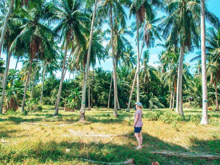 Cooles Palmenfoto von Sandra auf Koh Samui Thailand