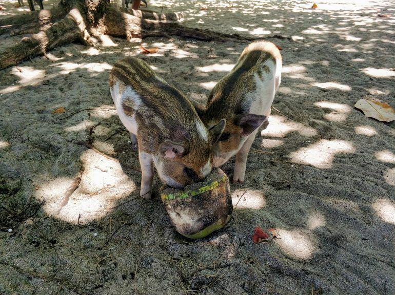 Wollschweine Koh Madsum Thailand