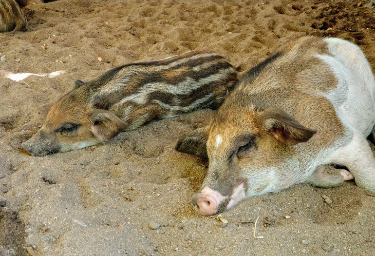 Wollschweine auf Koh Madsum