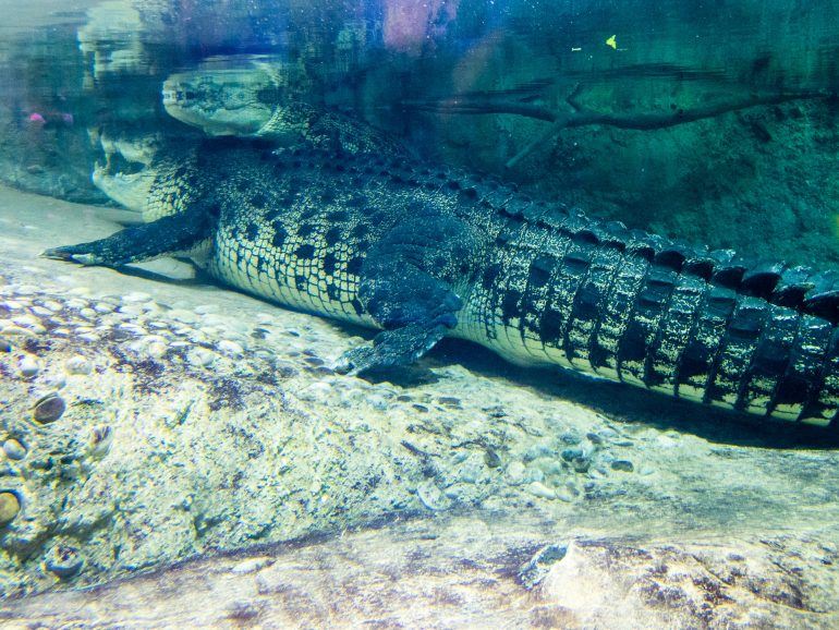 King Croc im Dubai Aquarium