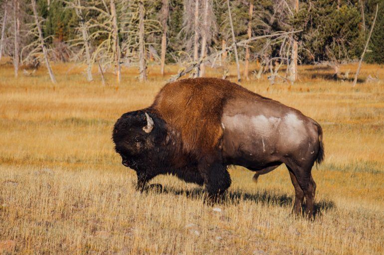Bison im Yellowstone Nationalpark USA