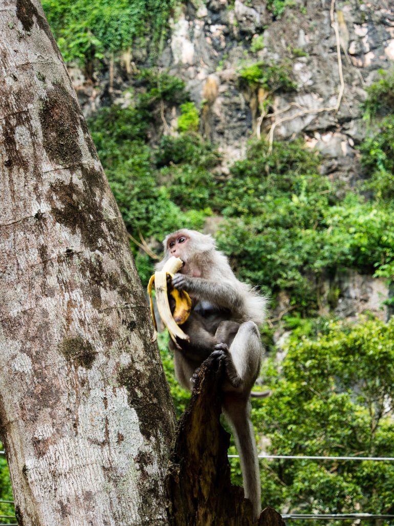 Makaken Affen in Thailand