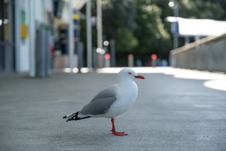 Möwe Waiheke Island Neuseeland