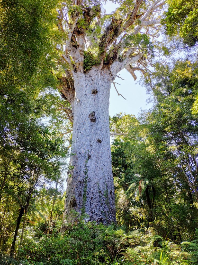 Tane Mahuta im Waipoua Forest Neuseeland