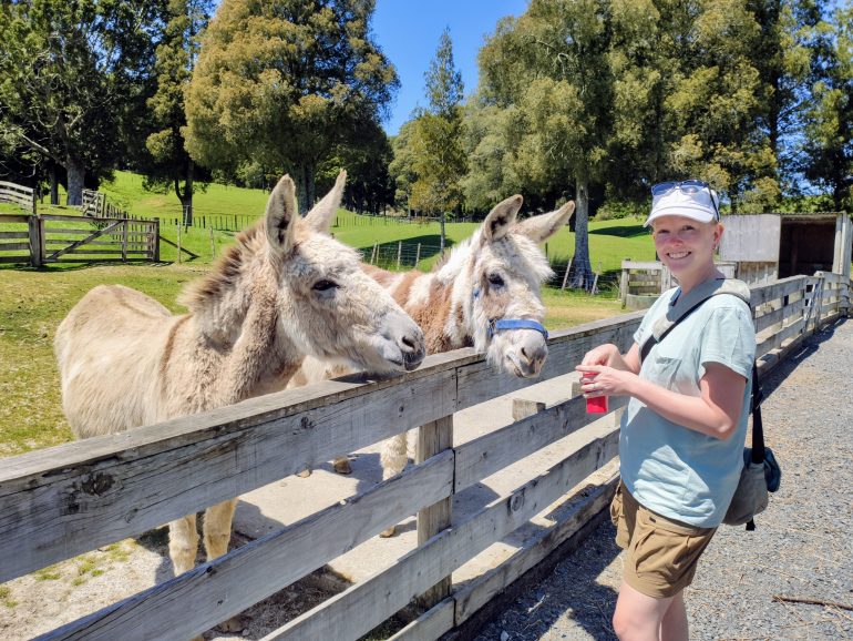 Esel bei Sheep World Neuseeland