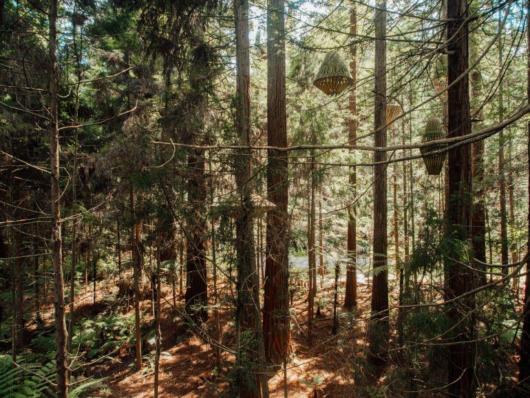 Redwoods Treewalk in Rotorua Neuseeland