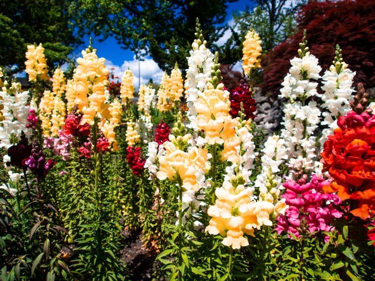 Kuirau Park in Rotorua Neuseeland