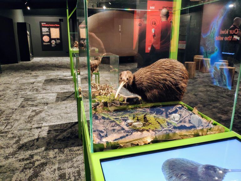 Kiwi Hatchery Rotorua Neuseeland