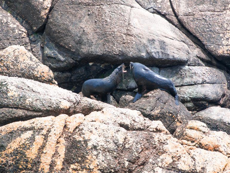 Seal Colony Tauranga Neuseeland