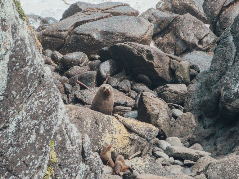Seal Colony Tauranga Neuseeland