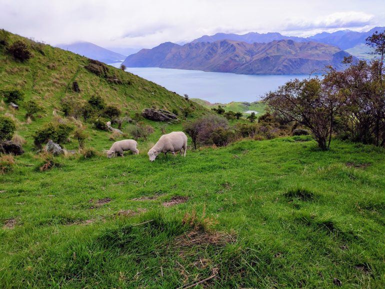 Roy's Peak Wanderung Neuseeland