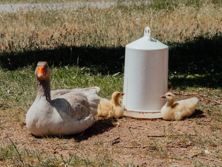 Gänse im Oberpfälzer Freilichtmuseum Bayern