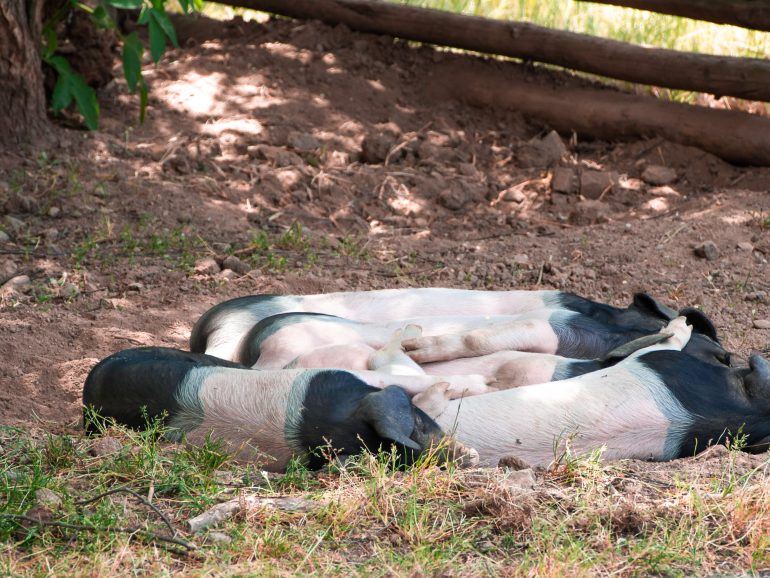 Ferkel Oberpfälzer Freilichtmuseum Bayern