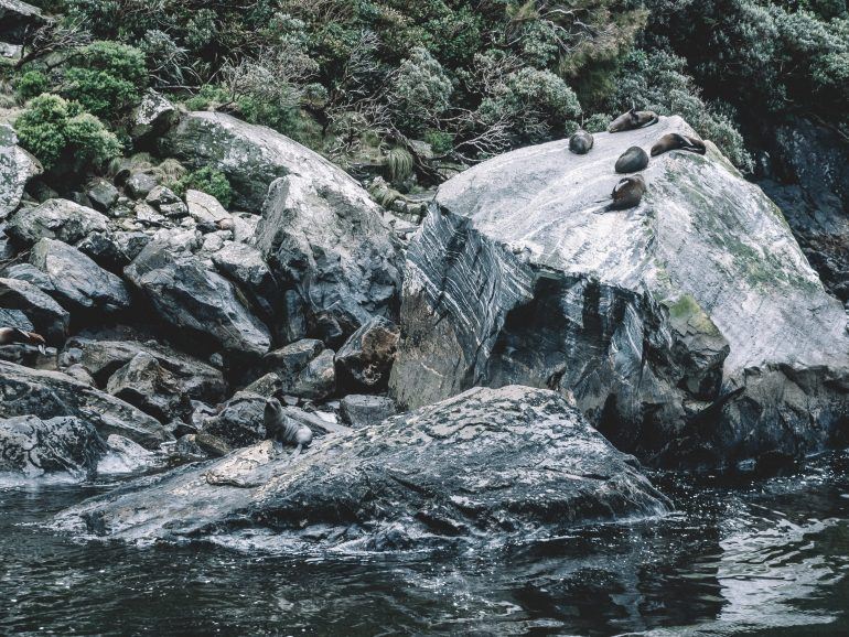 Robben im Milford Sound