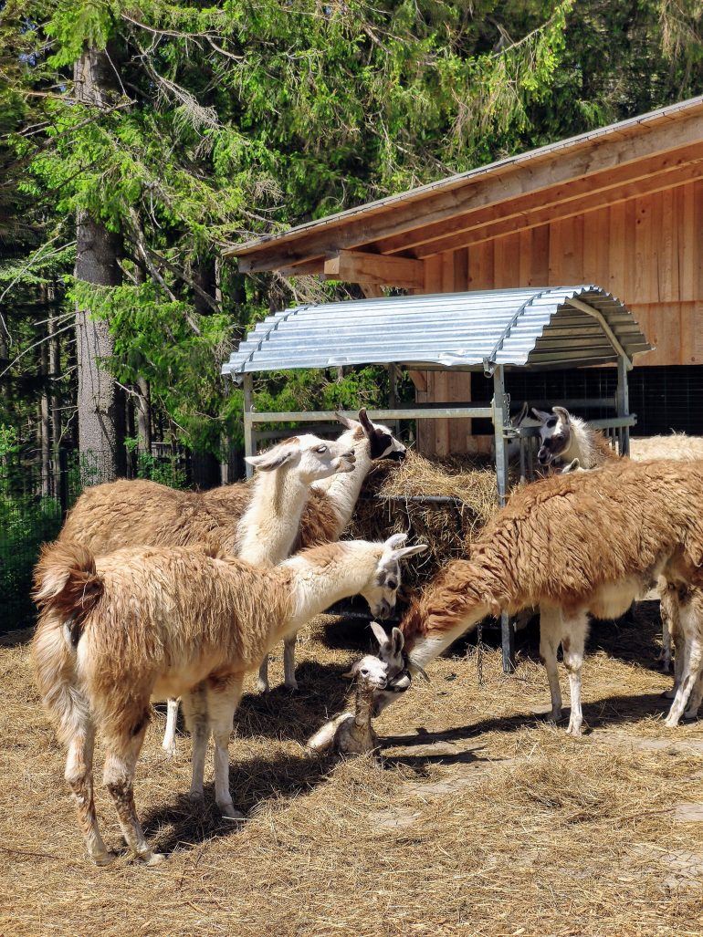 Lama Geburt Sankt Englmar