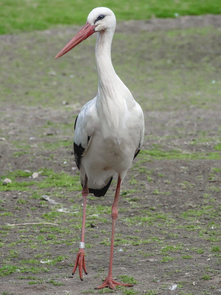 Storch im Westküstenpark