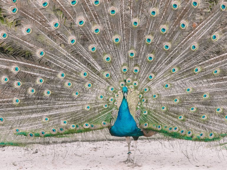 Pfau auf der Balz Westküstenpark Deutschland