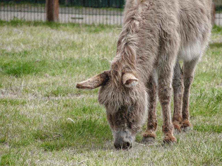 Esel Westküstenpark