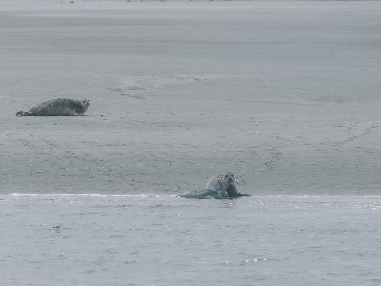 Seehunde Nordstrand Deutschland