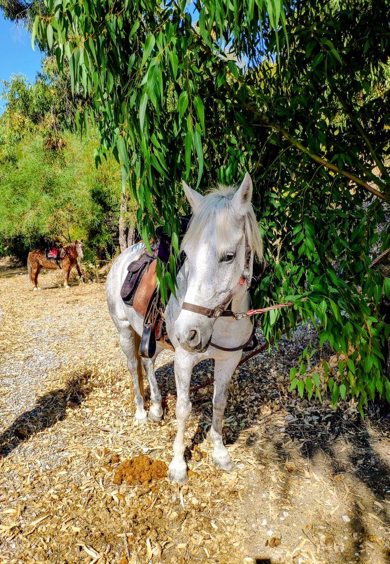 Ausritt Elpida Ranch Rhodos