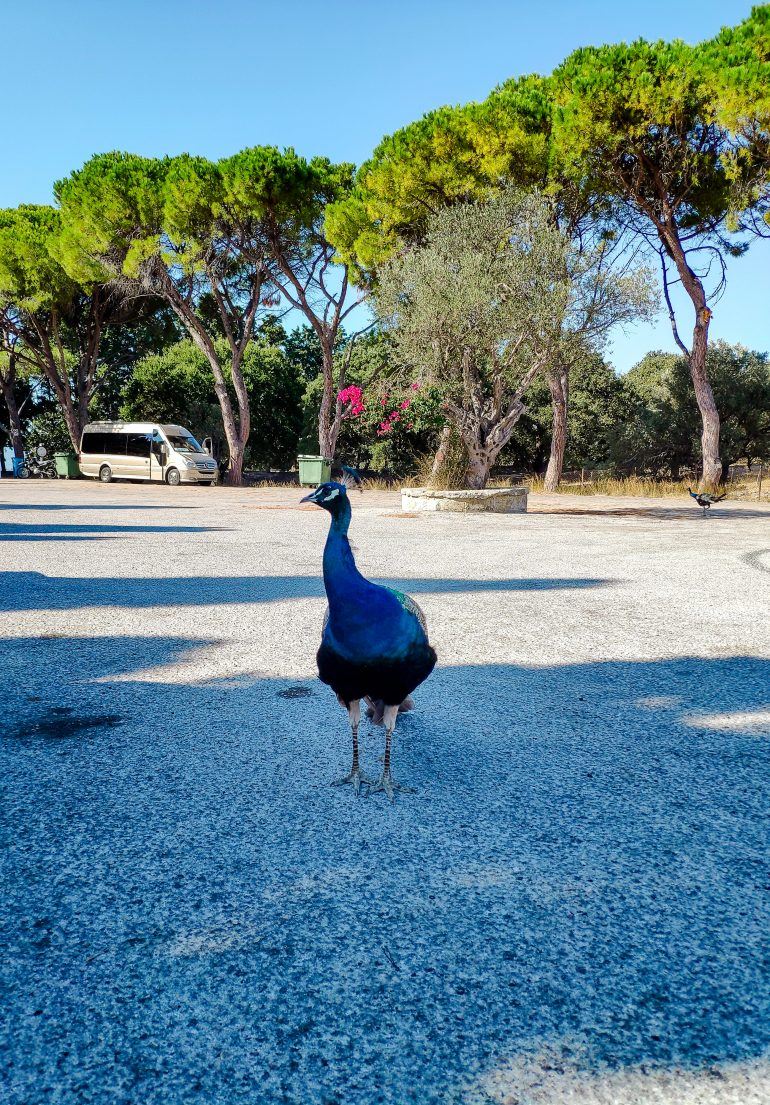 Pfau Filerimos Rhodos