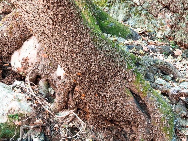 Schmetterlingstal Rhodos