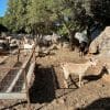 Bauernhofbesuch auf Kreta