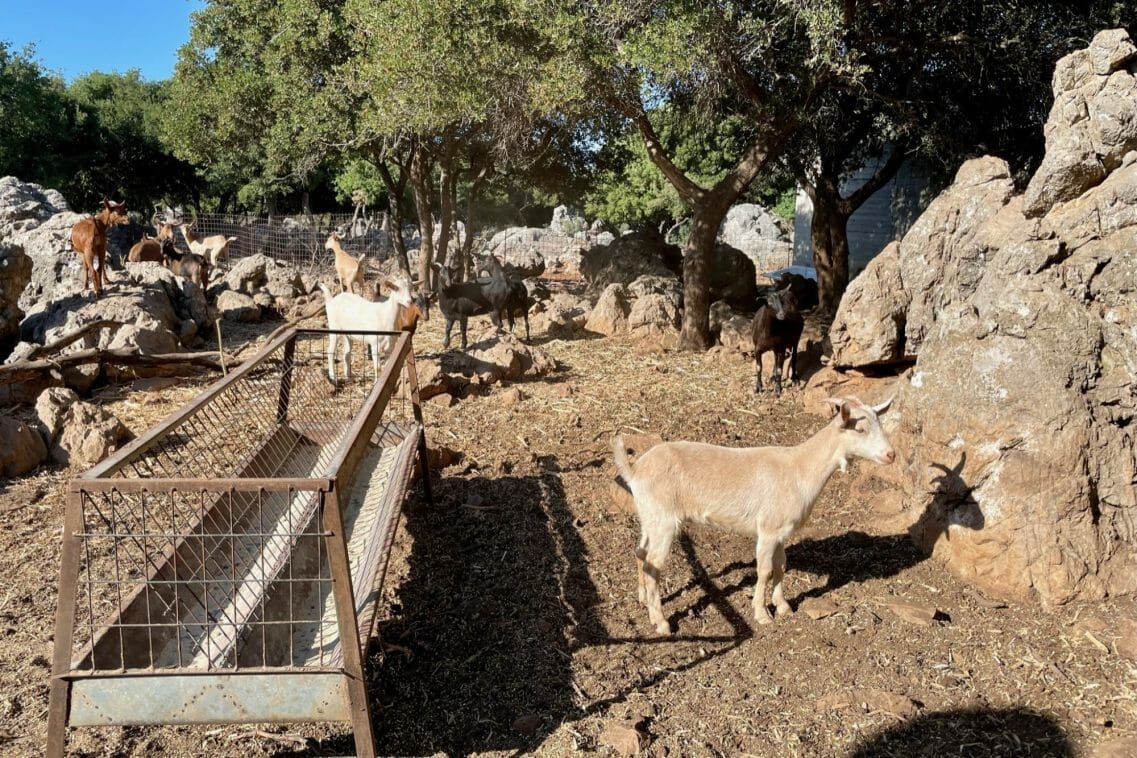 Bauernhofbesuch auf Kreta