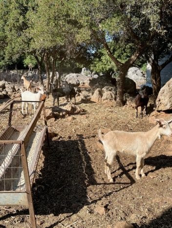 Bauernhofbesuch auf Kreta