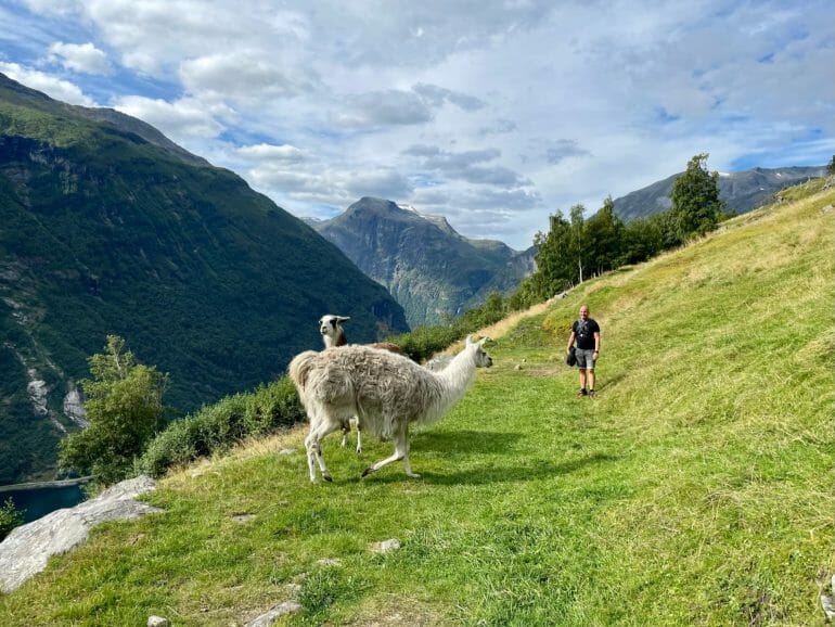 Lamas am Geiranger Fjord Norwegen