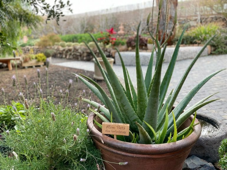 Aloe Vera Fuerteventura