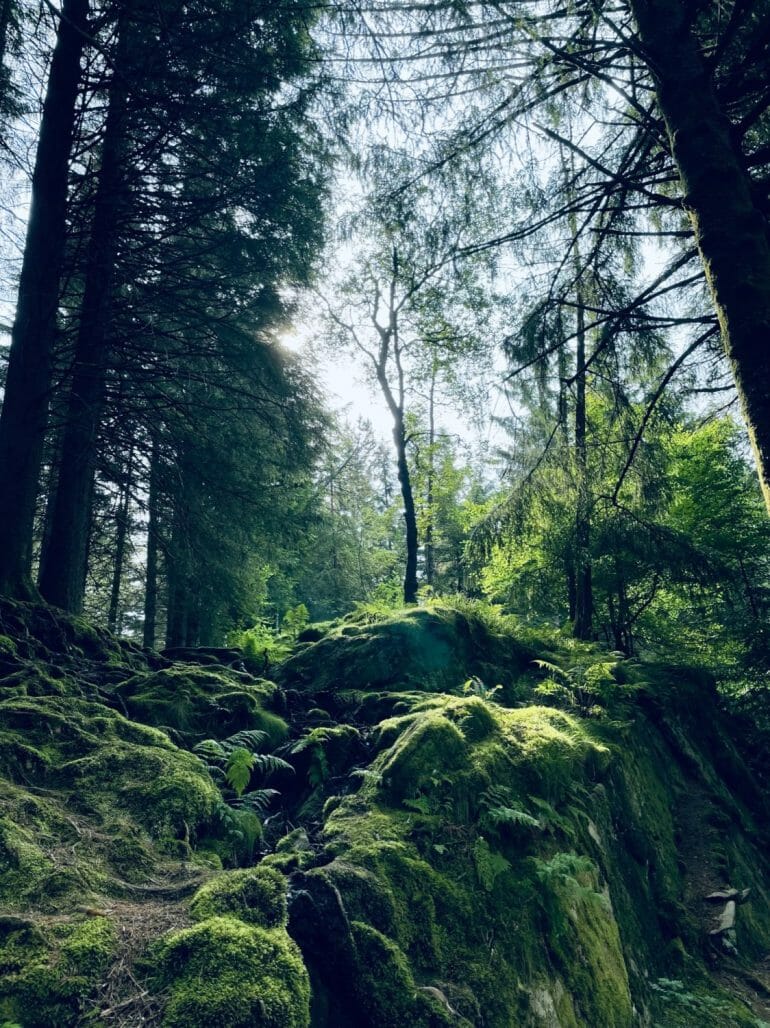Wald in Bergen Norwegen