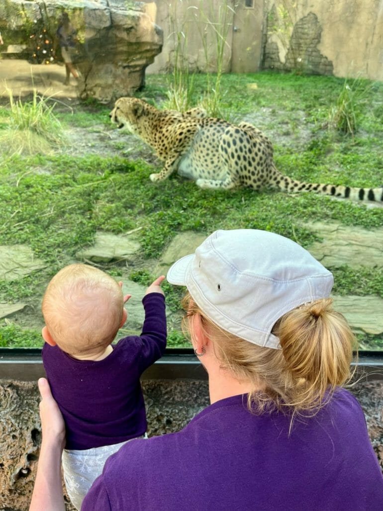 Gepard in Bush Gardens Florida