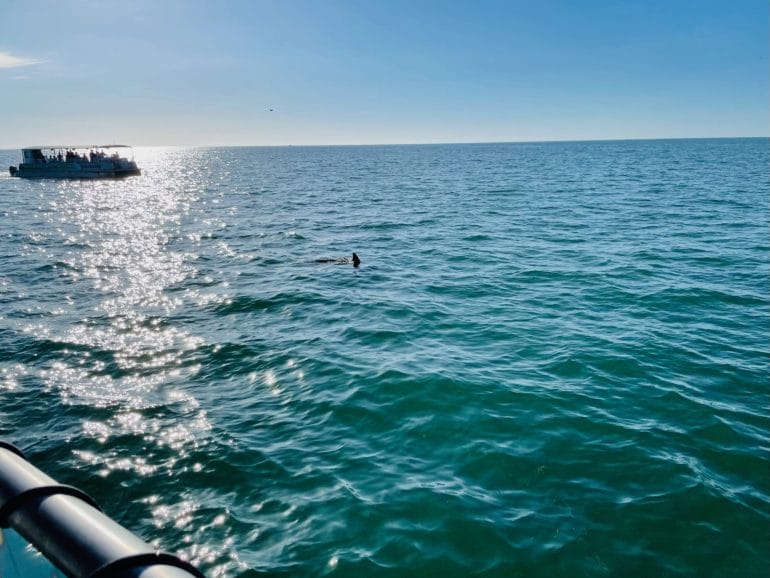 Clearwater Beach Bootstour