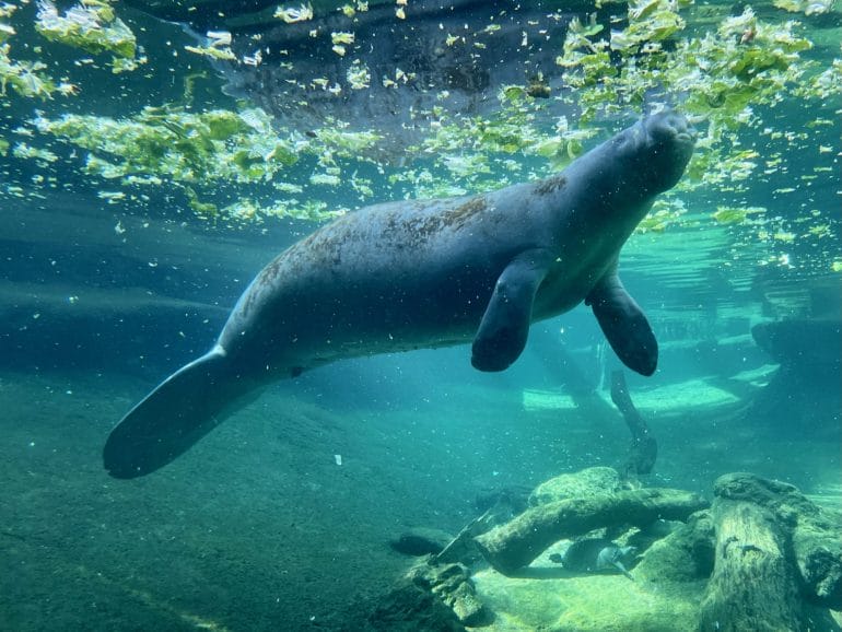 Manatee im Tampa Zoo