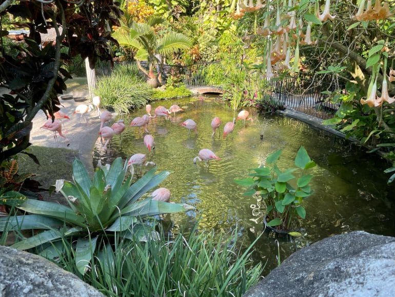 Flamingos im Sunken Gardens